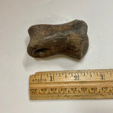 Ornithomimidae indet. Finger Bone