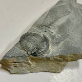 Elrathia kingii Trilobite