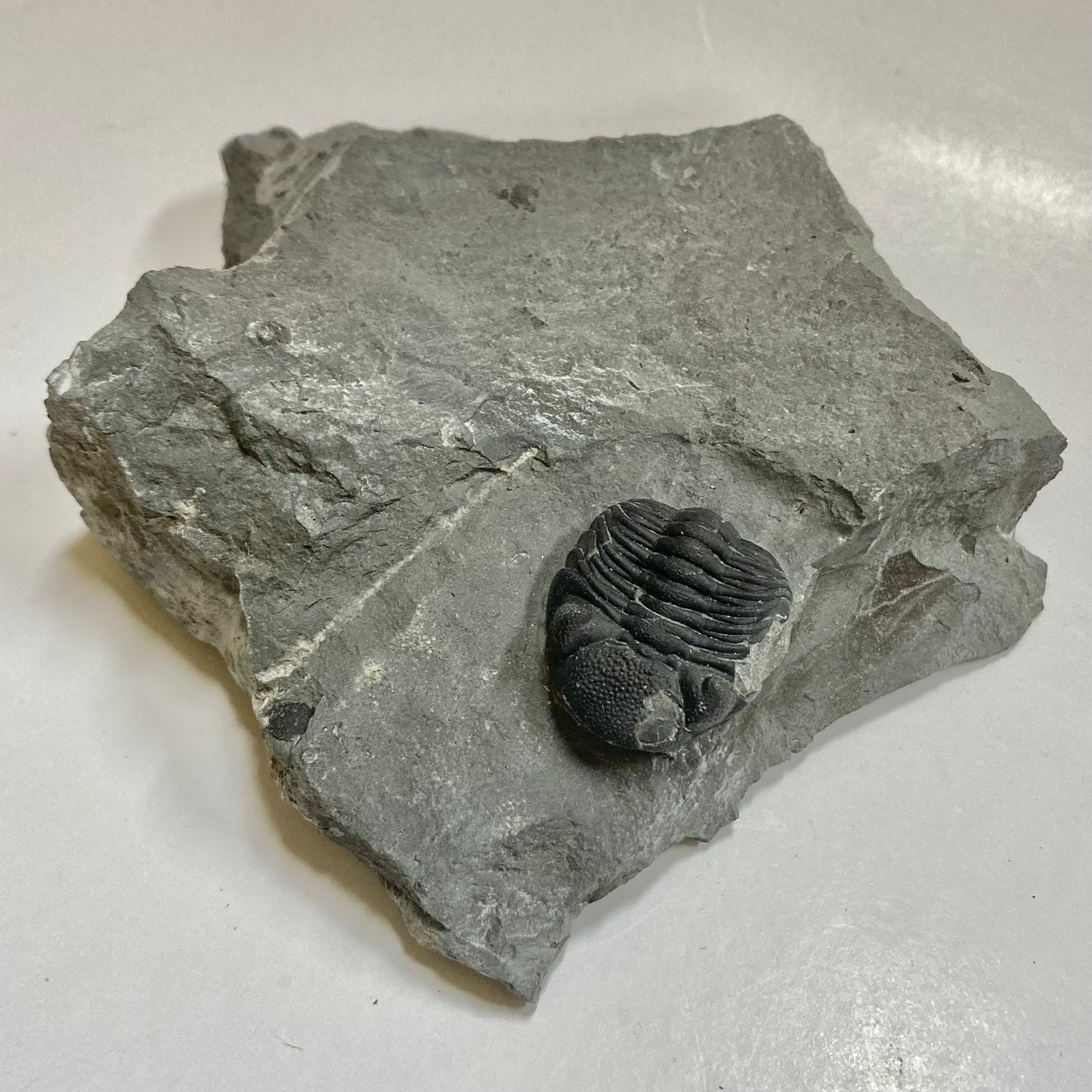 Eldredgeops [Phacops] Rana Trilobite