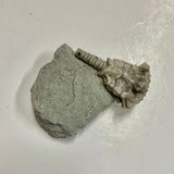 Crinoid - Actinocrinites gibsoni