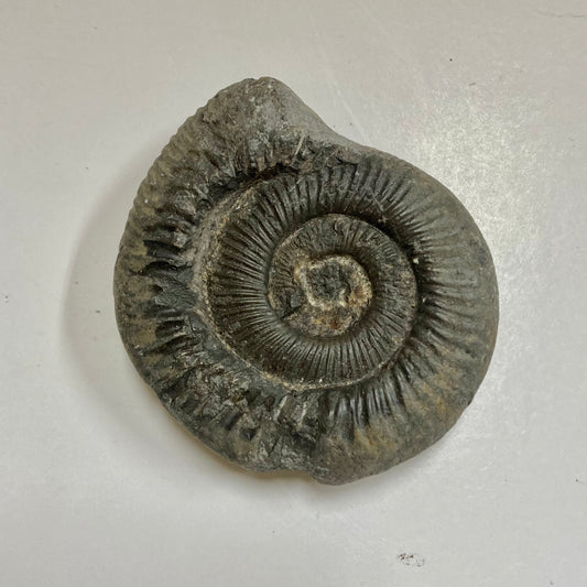 Fossils – Past & Present Science and Nature Store Fossils – Past & Present Science and Nature Store