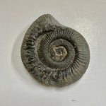 Ammonite - Dactylioceras sp.