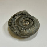 Ammonite - Dactylioceras sp.