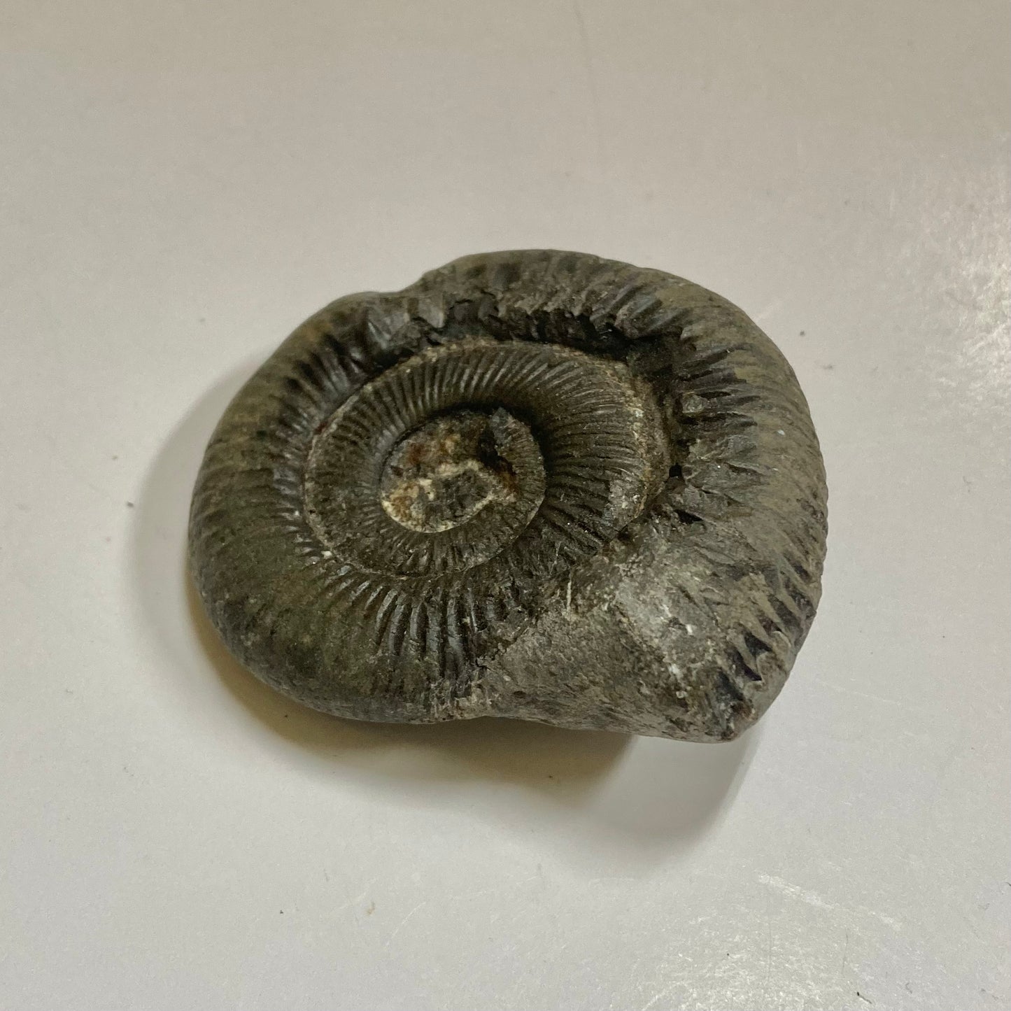 Ammonite - Dactylioceras sp.