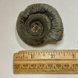 Ammonite - Dactylioceras sp.