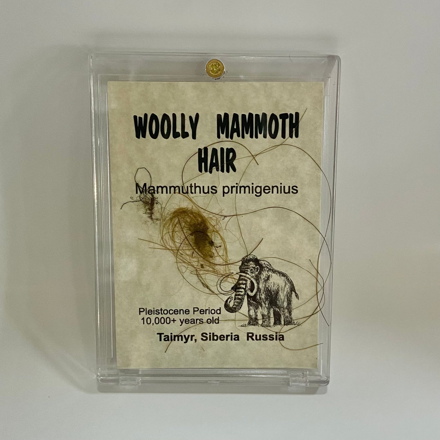 Mammoth Hair