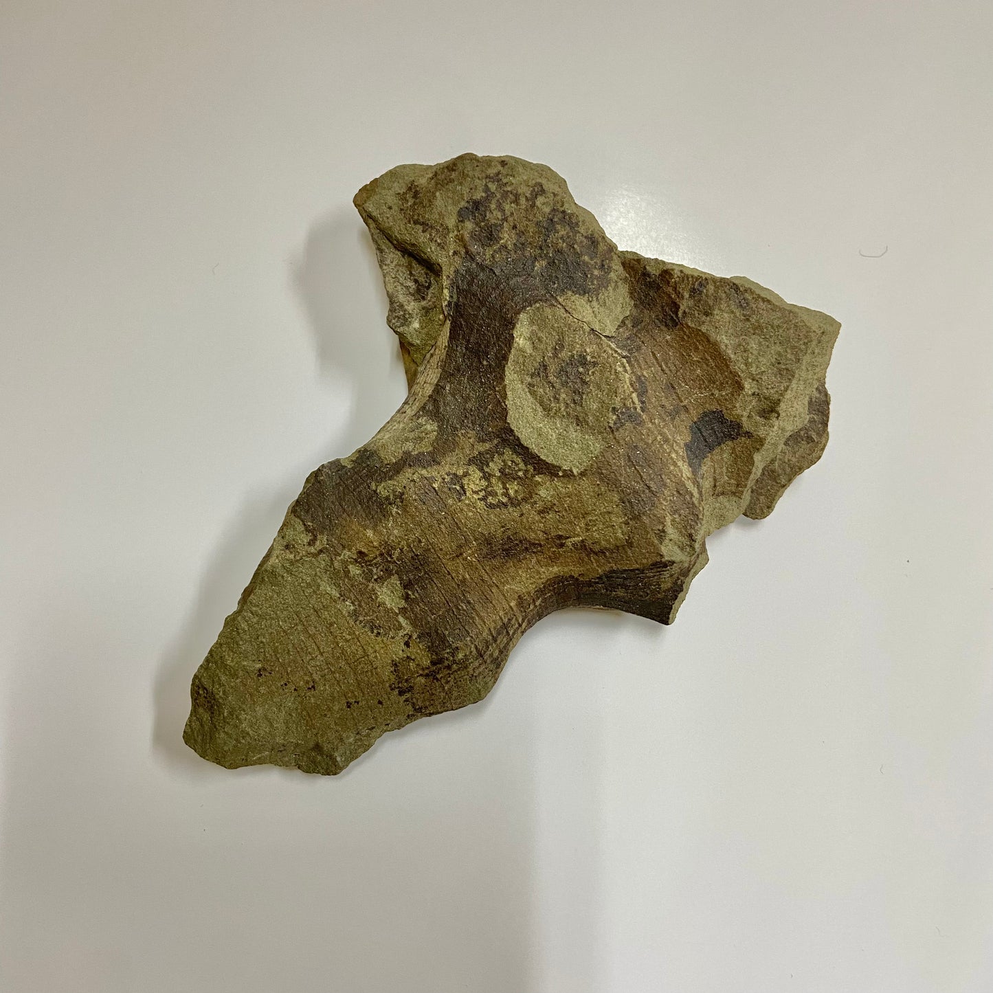 Hydnoceras bathense Glass Sponge