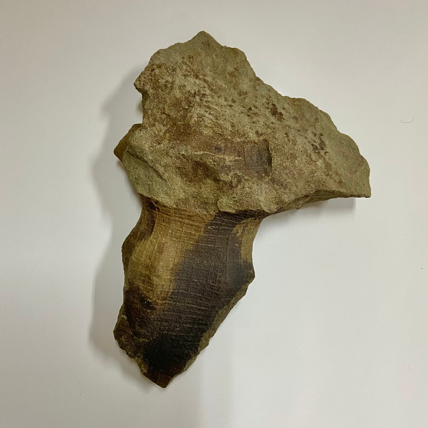 Hydnoceras bathense Glass Sponge