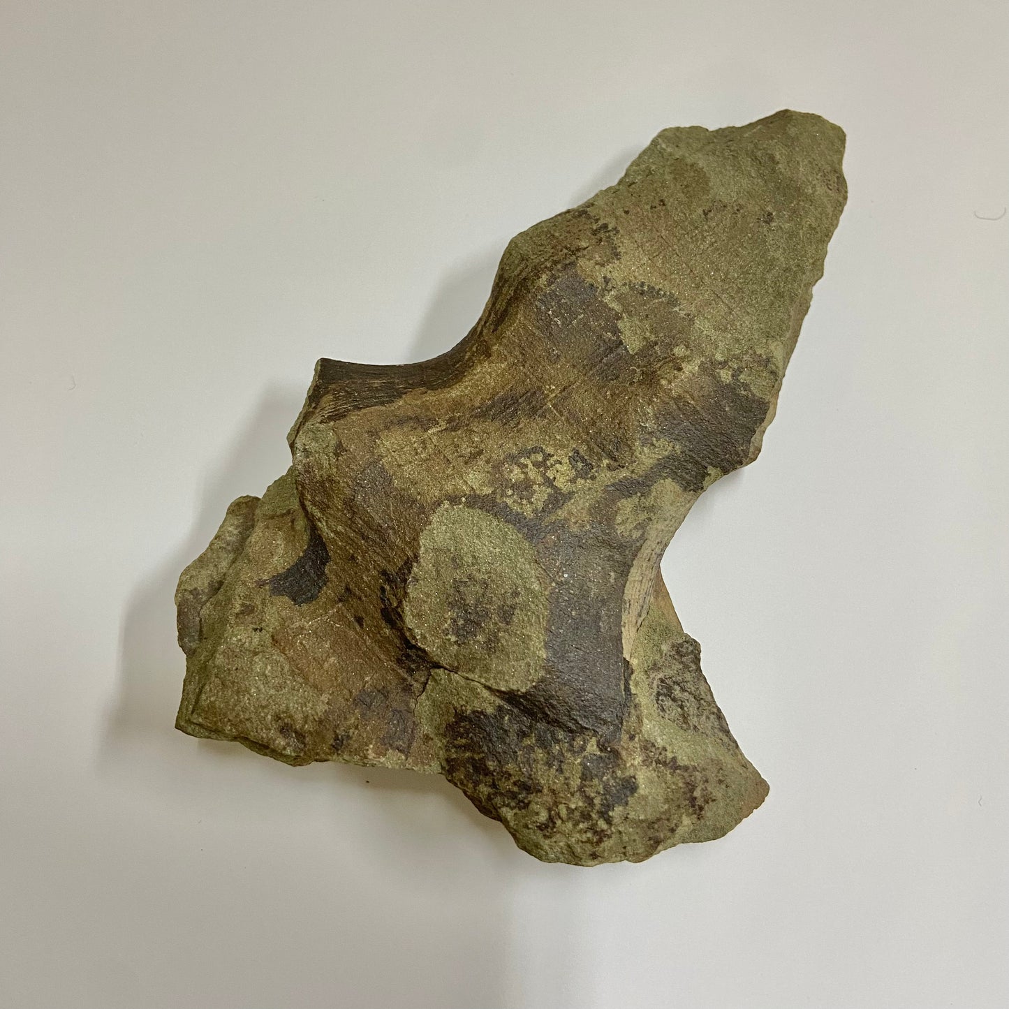 Hydnoceras bathense Glass Sponge