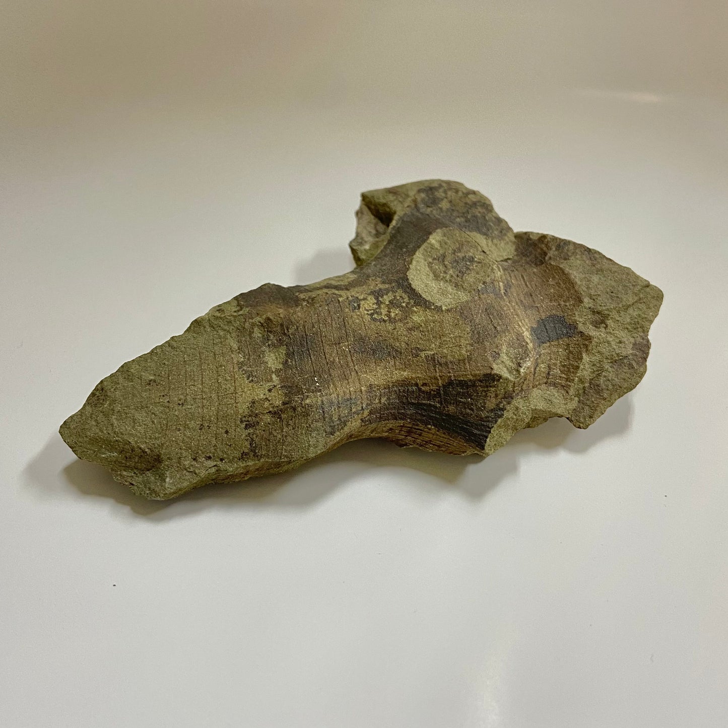 Hydnoceras bathense Glass Sponge