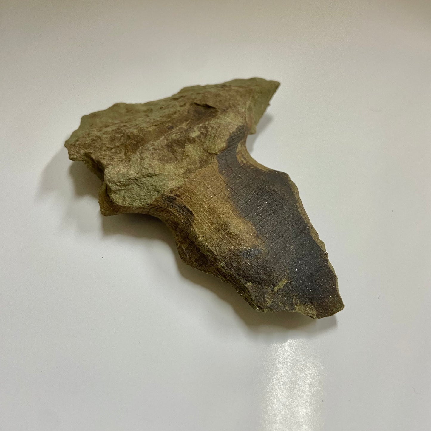 Hydnoceras bathense Glass Sponge