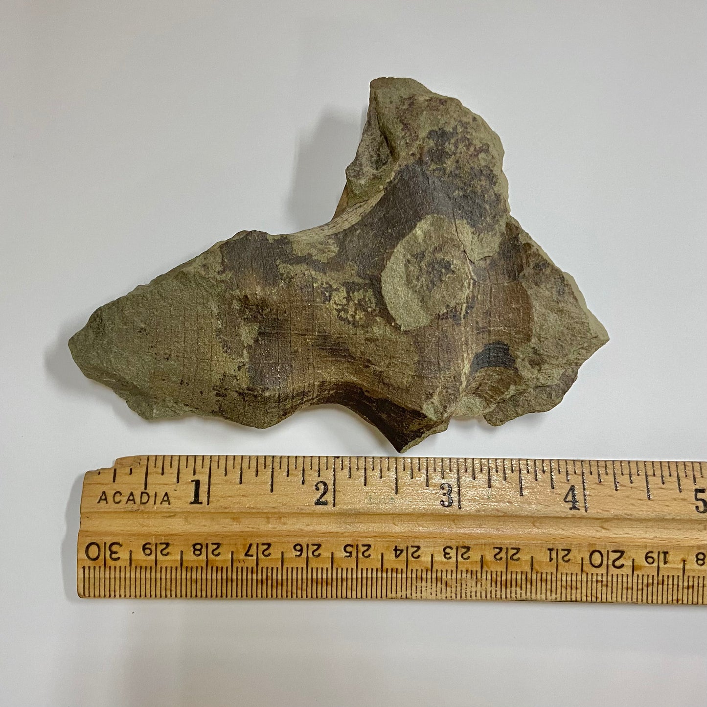 Hydnoceras bathense Glass Sponge