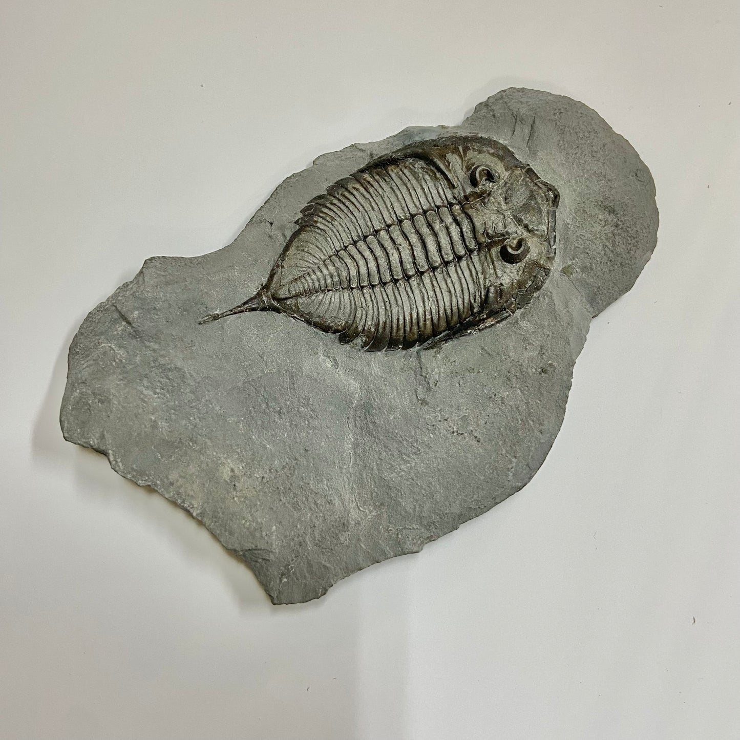 Dalmanites limulurus Trilobite