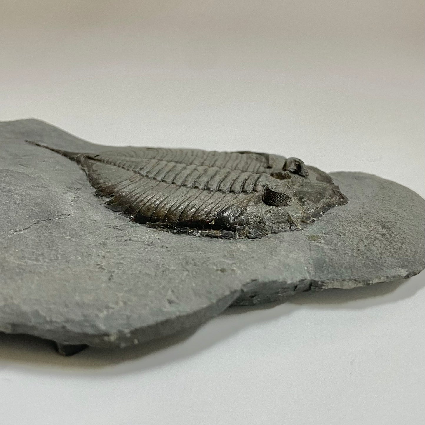 Dalmanites limulurus Trilobite