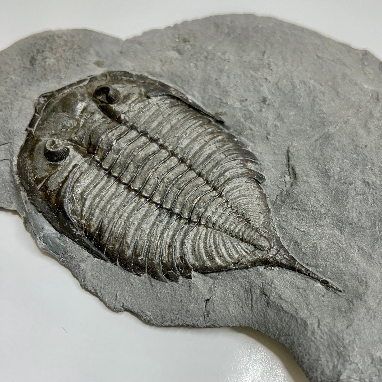 Dalmanites limulurus Trilobite