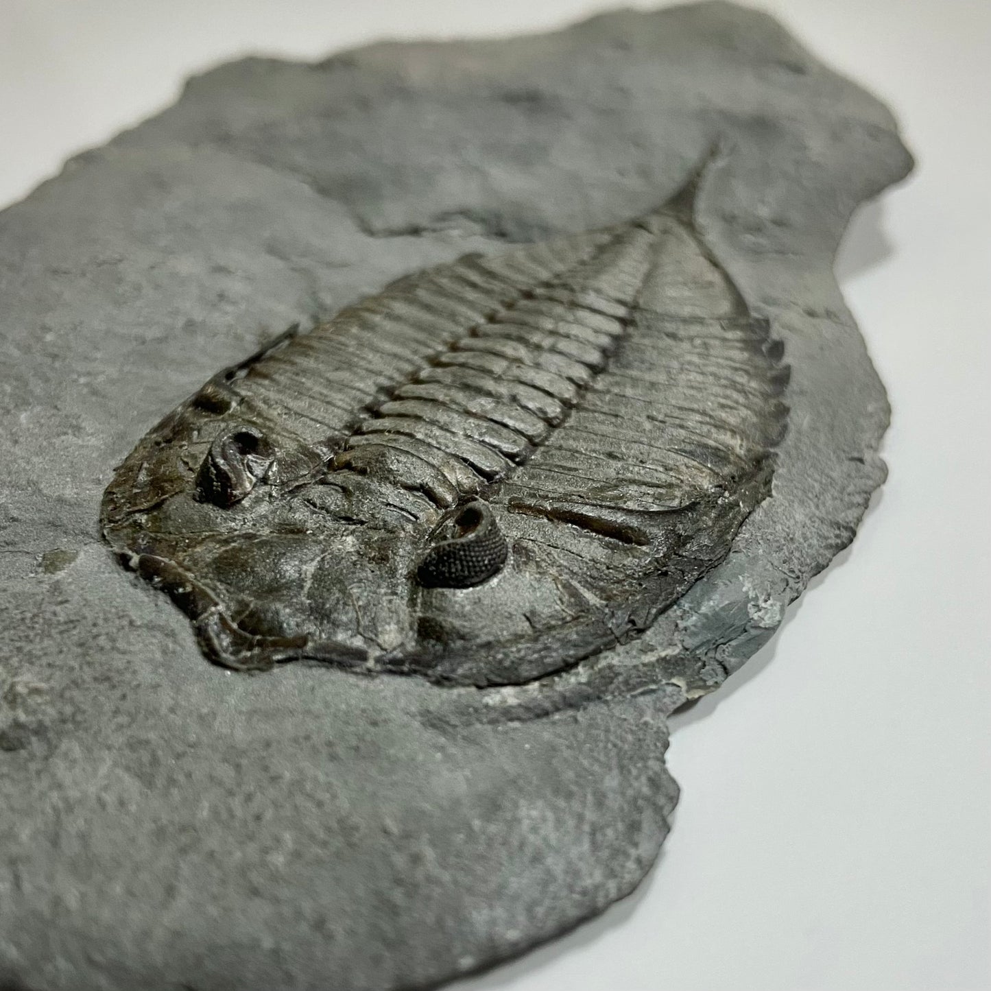 Dalmanites limulurus Trilobite