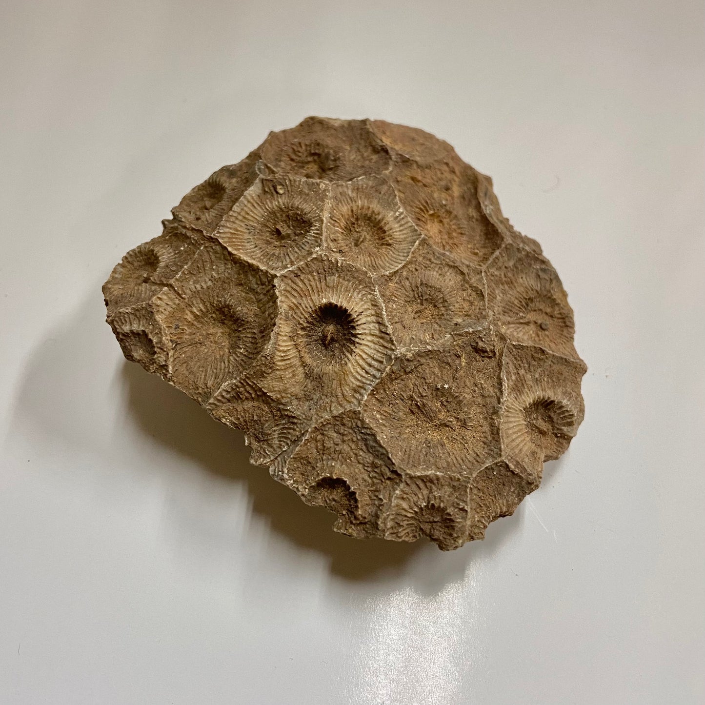 Colonial Rugose Coral Head