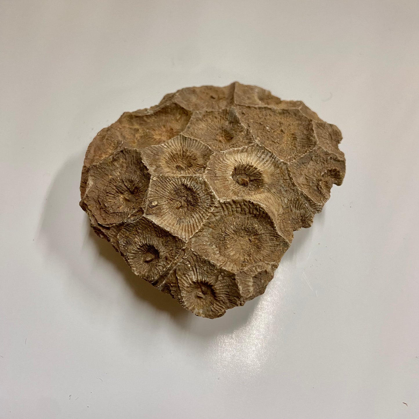 Colonial Rugose Coral Head