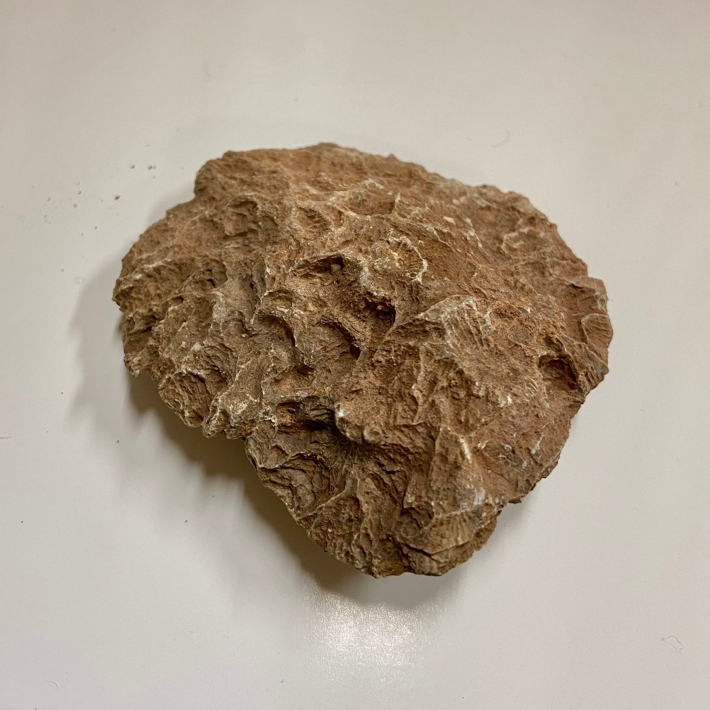 Colonial Rugose Coral Head