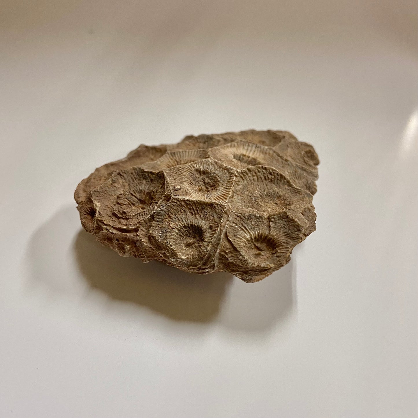 Colonial Rugose Coral Head