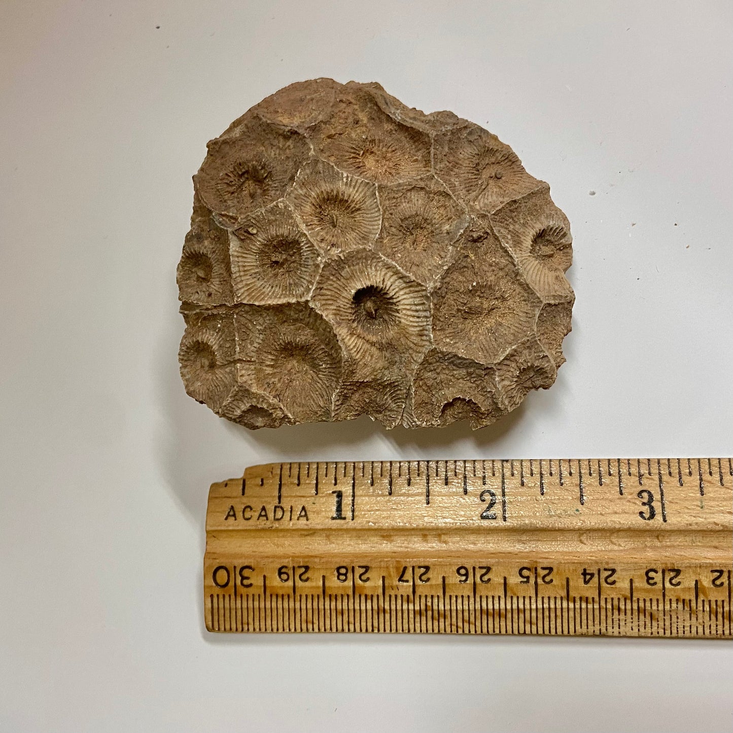 Colonial Rugose Coral Head
