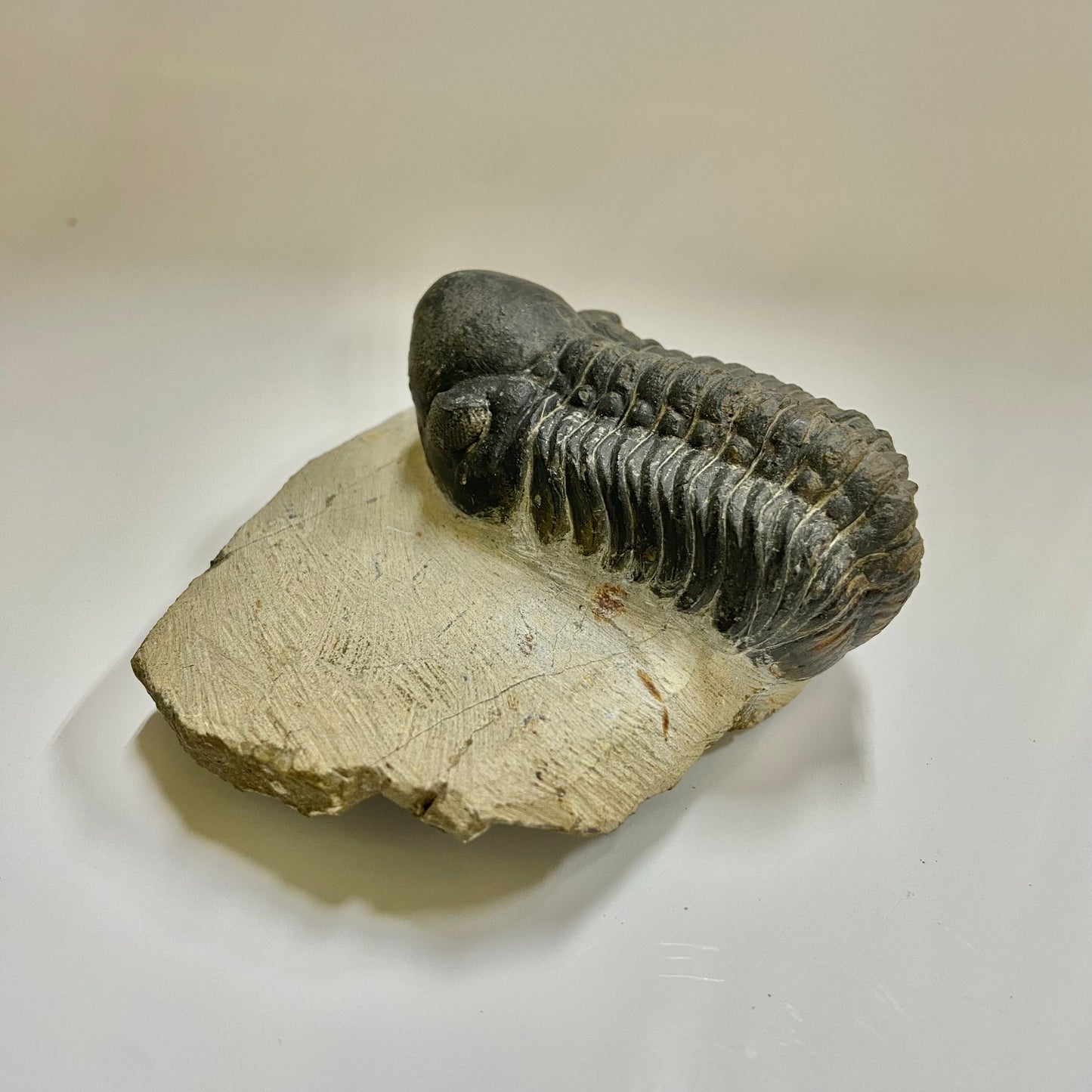 Reedops Trilobite