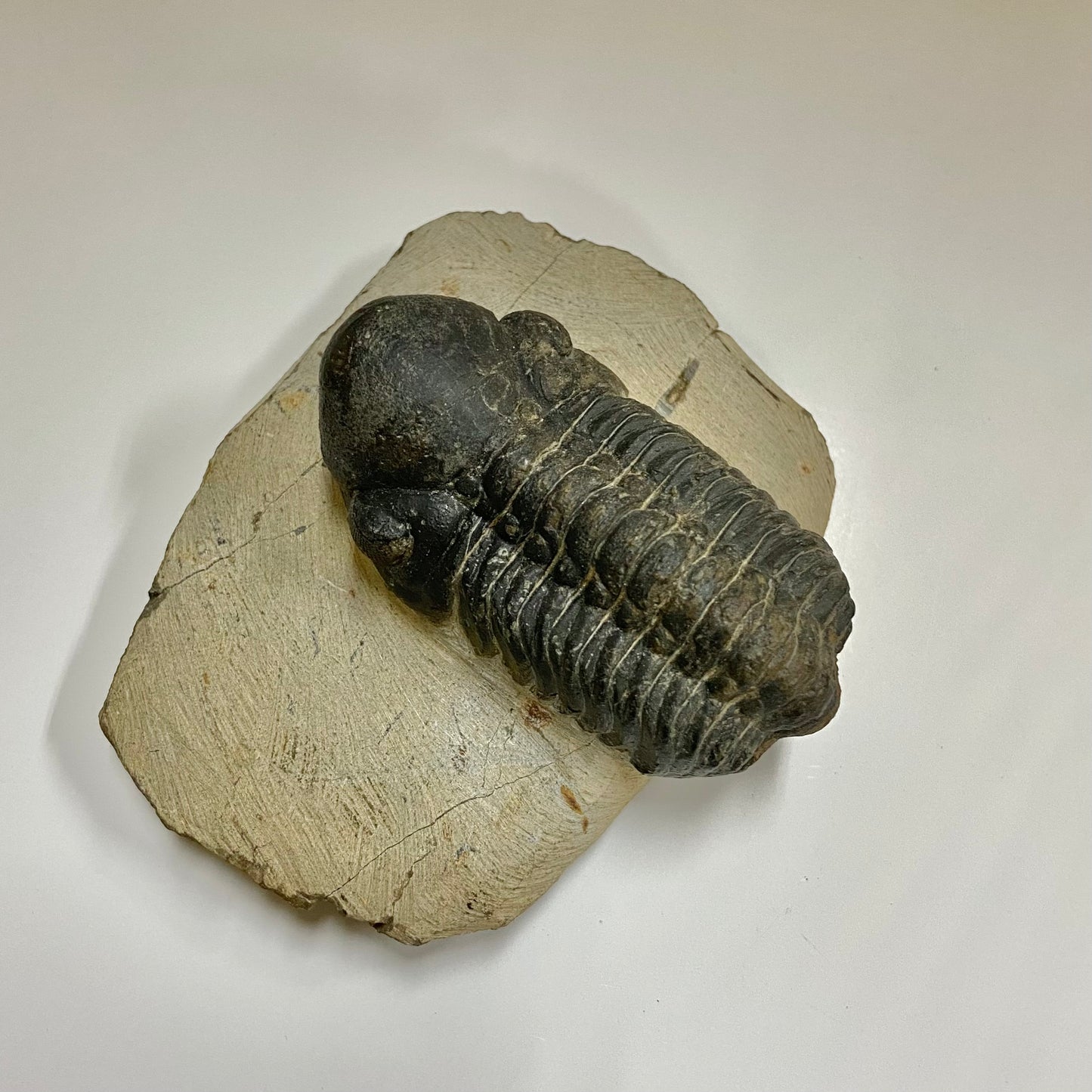 Reedops Trilobite