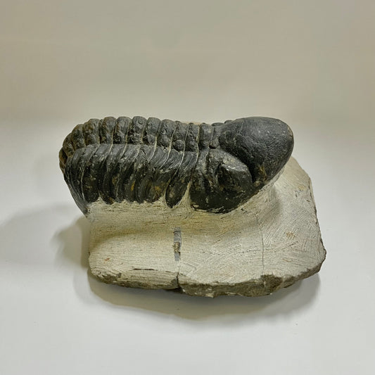 Reedops Trilobite