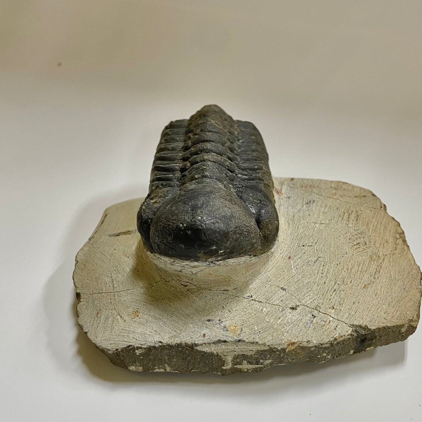 Reedops Trilobite