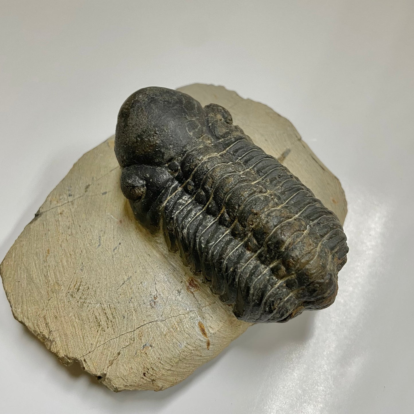 Reedops Trilobite
