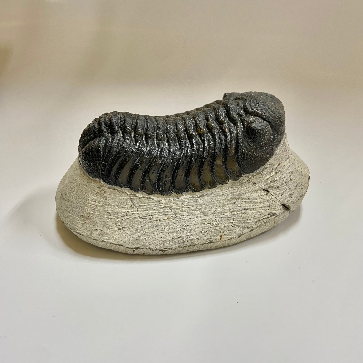 Phacops Trilobite