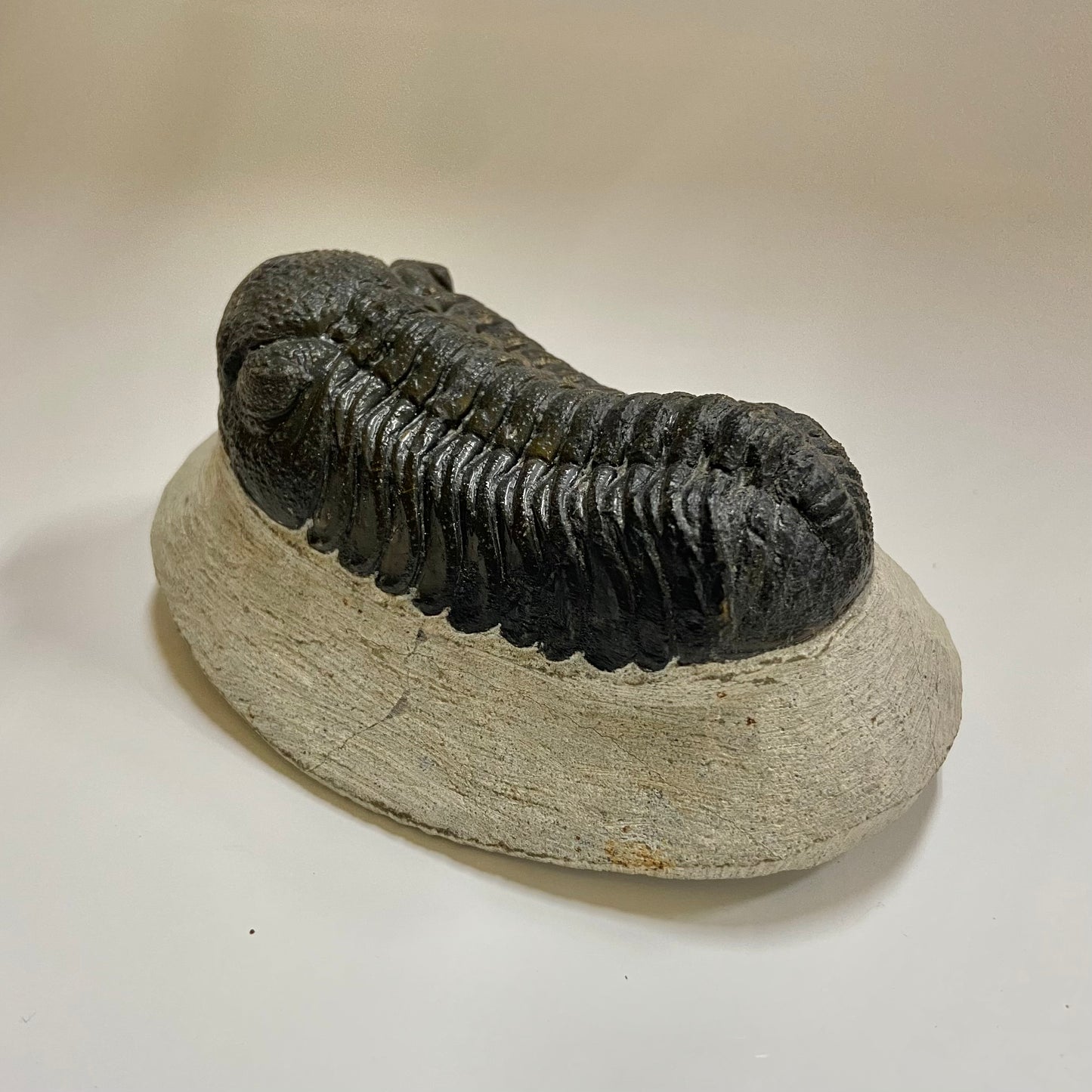 Phacops Trilobite