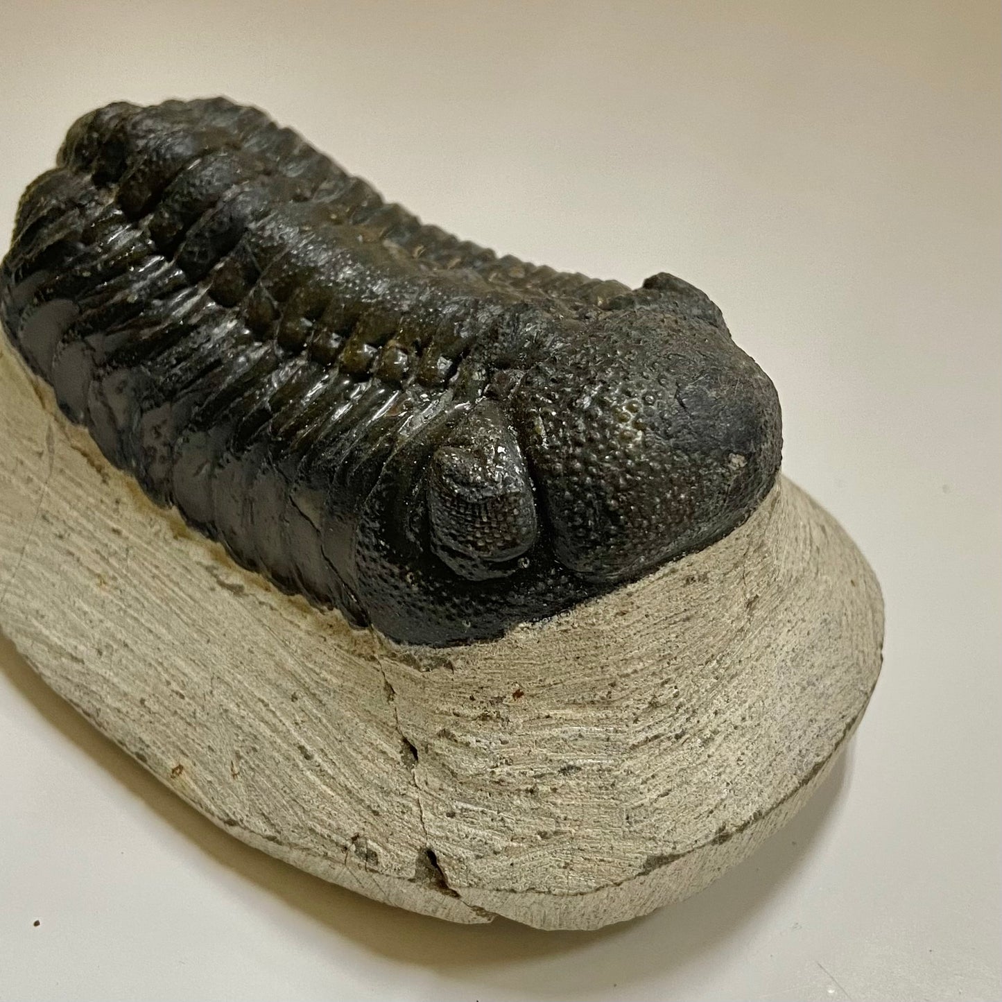 Phacops Trilobite