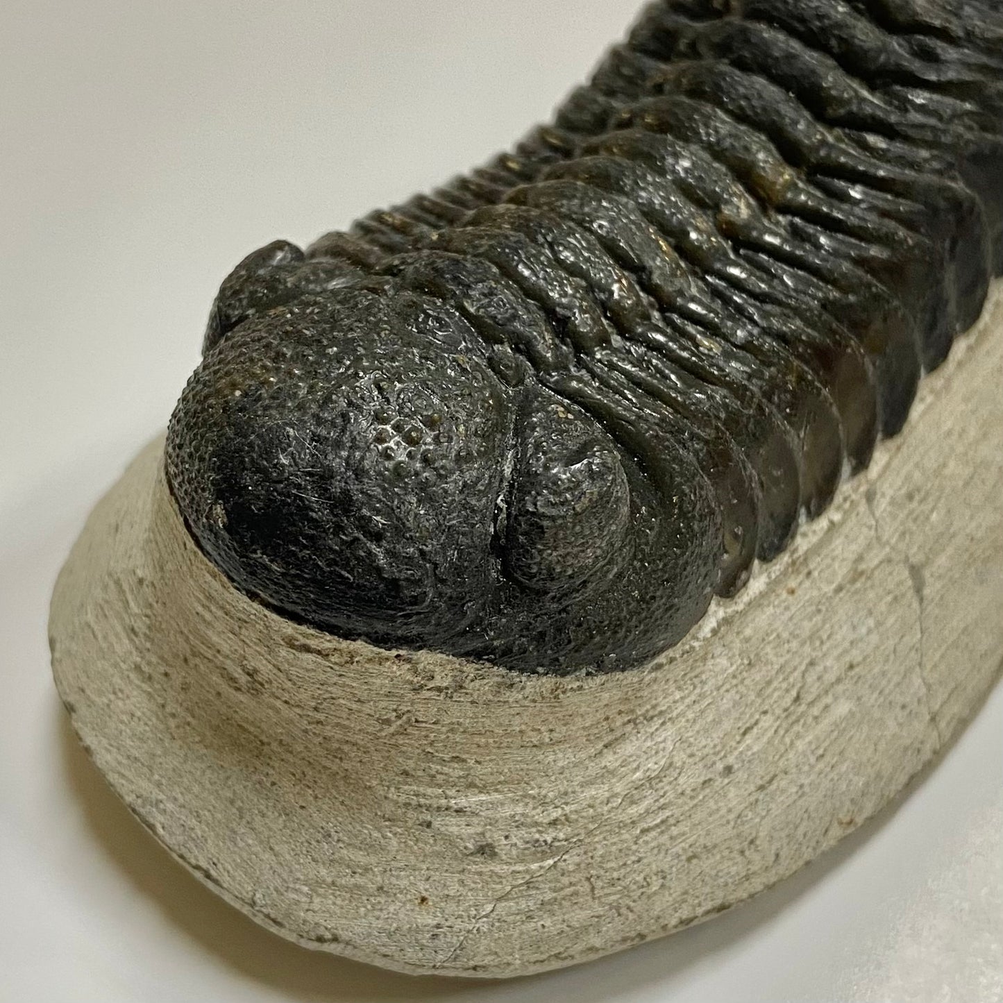 Phacops Trilobite