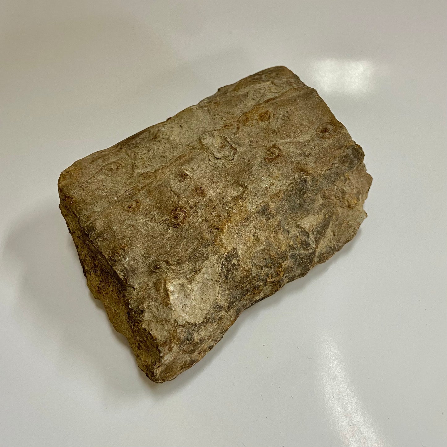 Stigmaria (Tree Root)