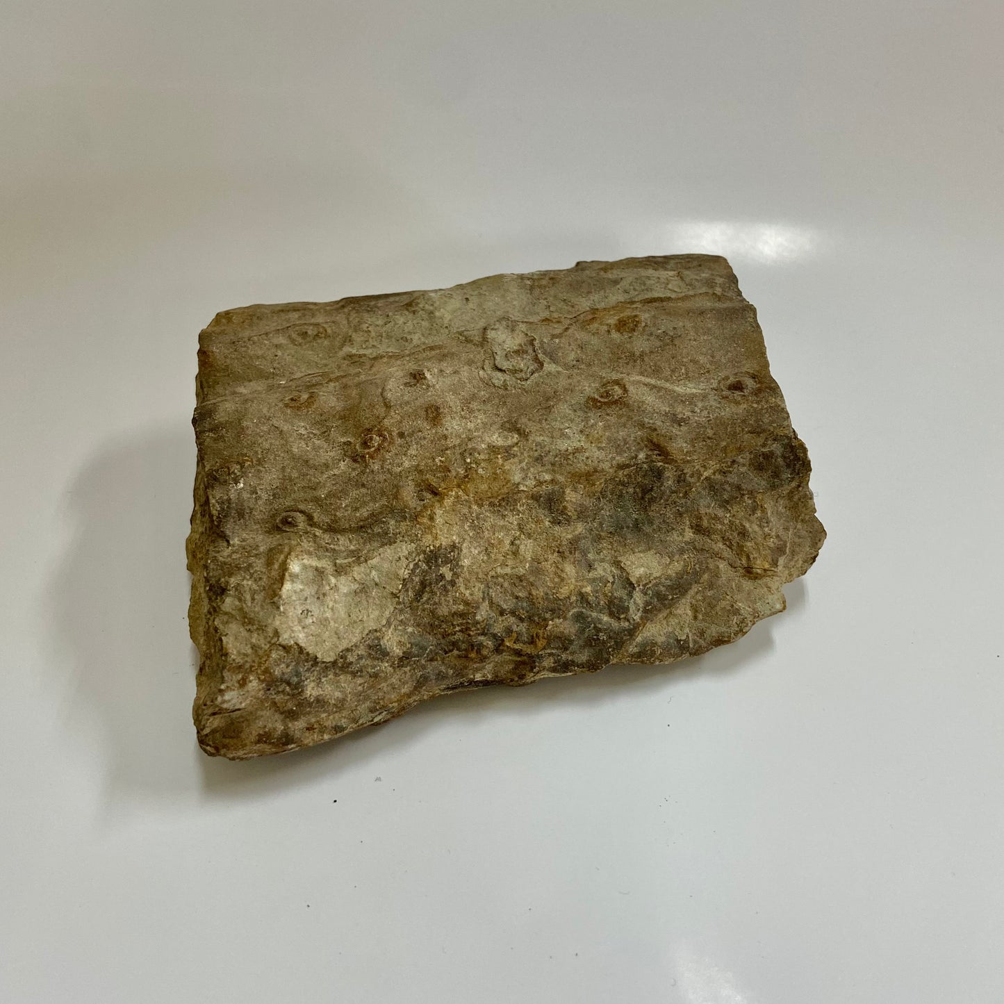 Stigmaria (Tree Root)