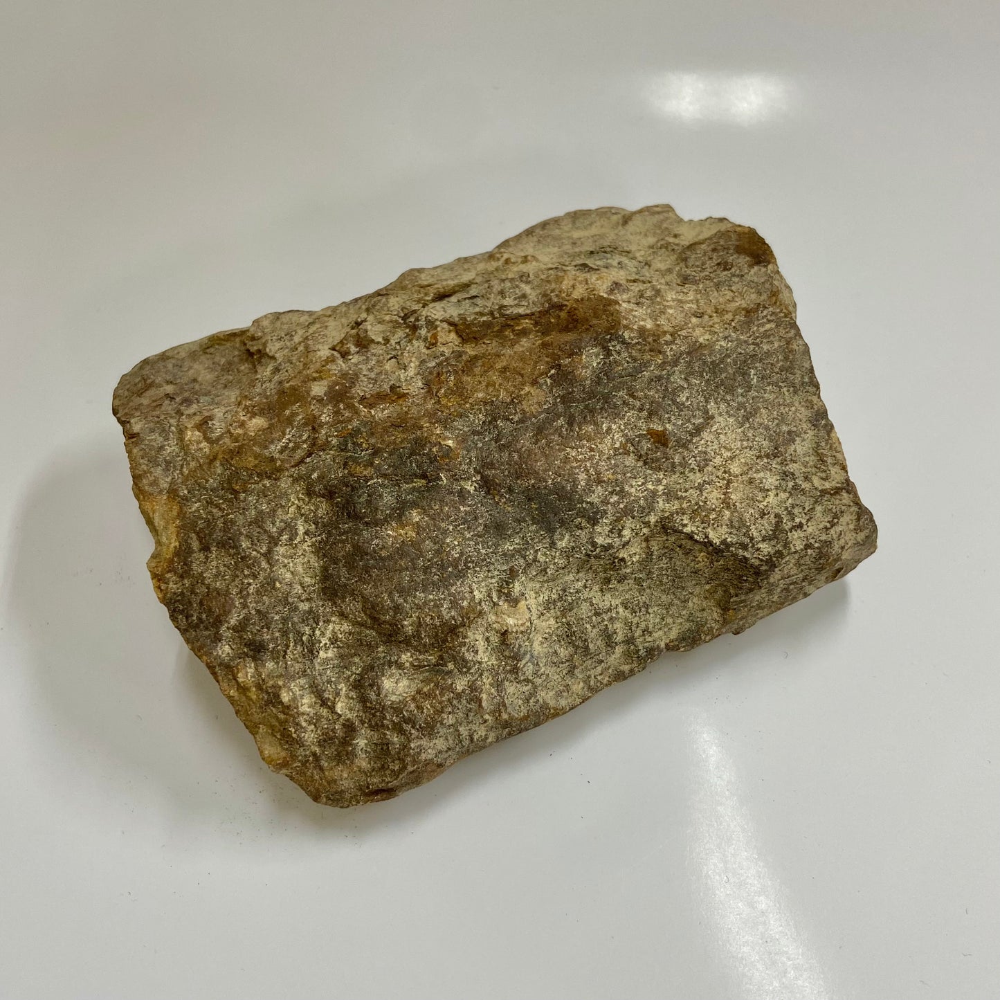Stigmaria (Tree Root)
