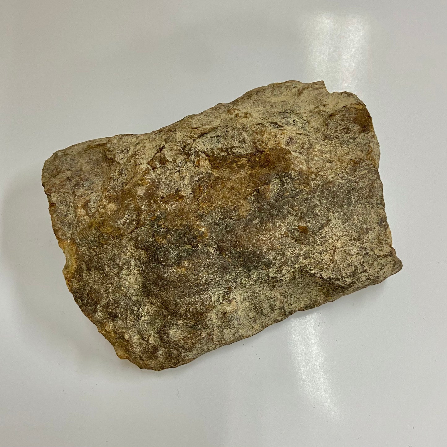 Stigmaria (Tree Root)