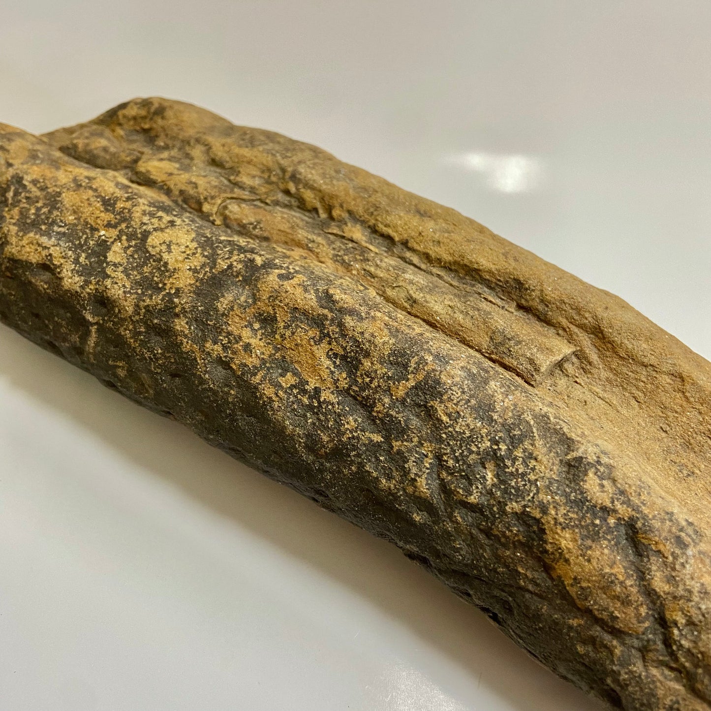 Lepidodendron Stem