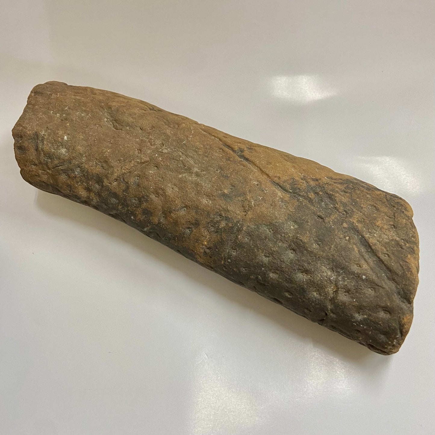 Lepidodendron Stem