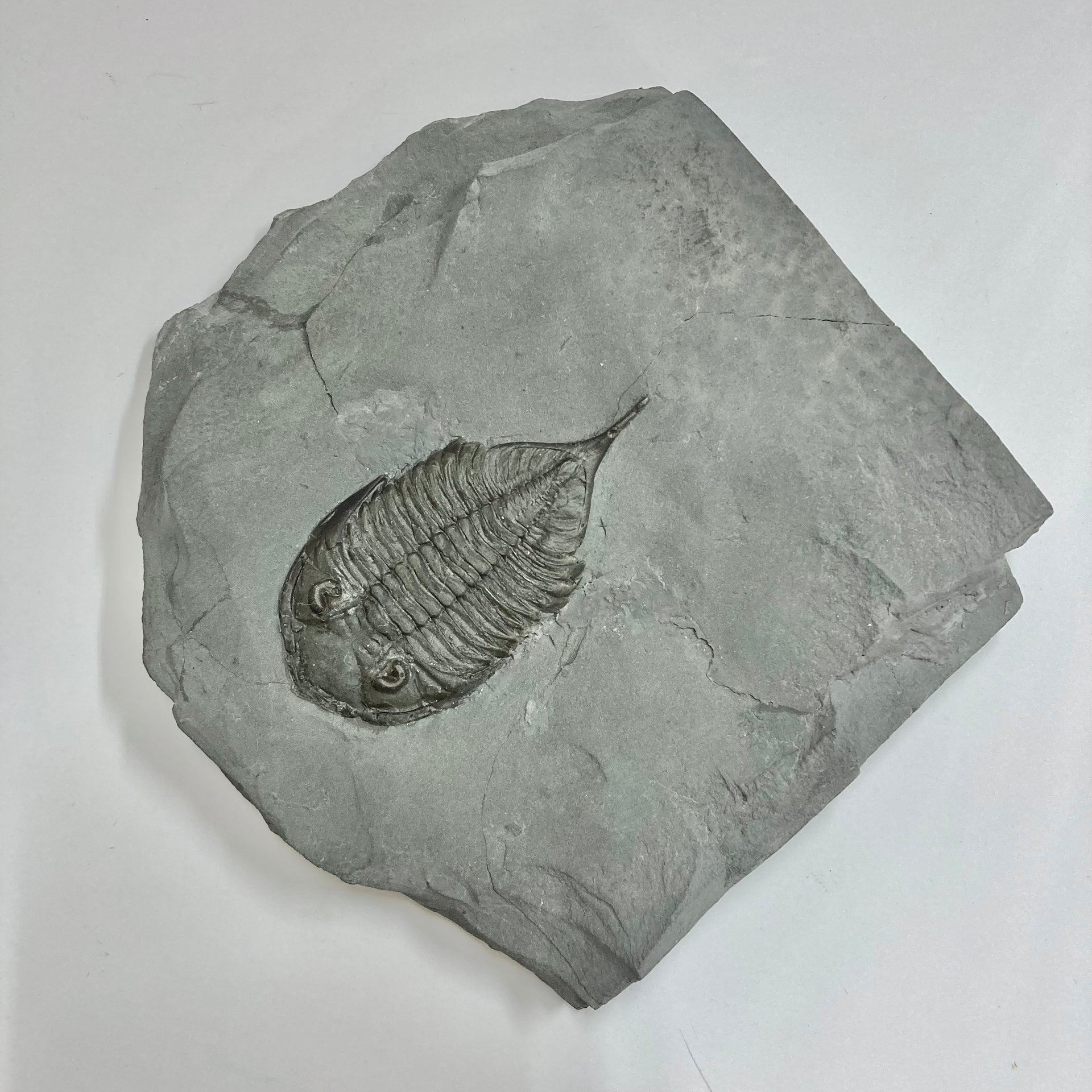 Dalmanites limulurus Trilobite – Past & Present Science and Nature