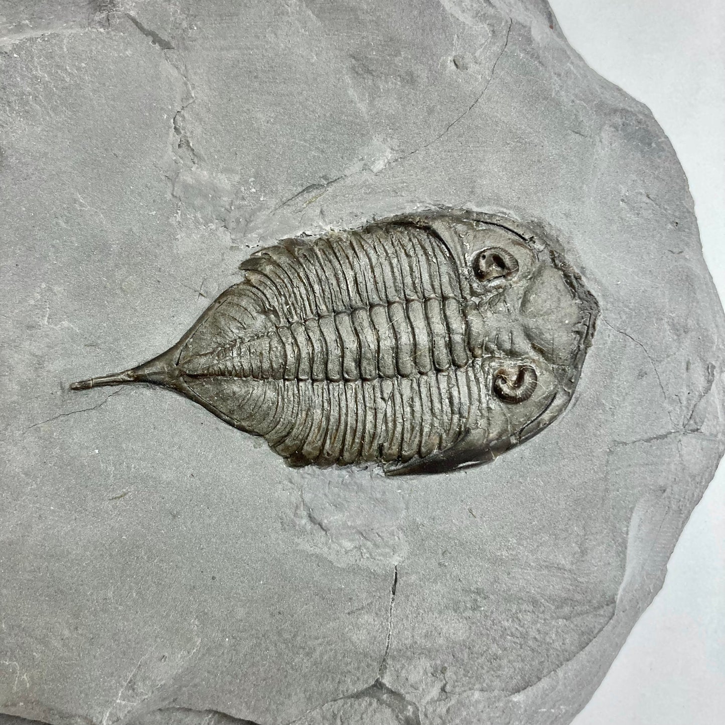 Dalmanites limulurus Trilobite