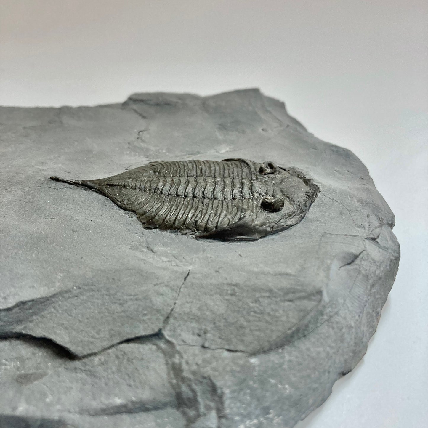 Dalmanites limulurus Trilobite