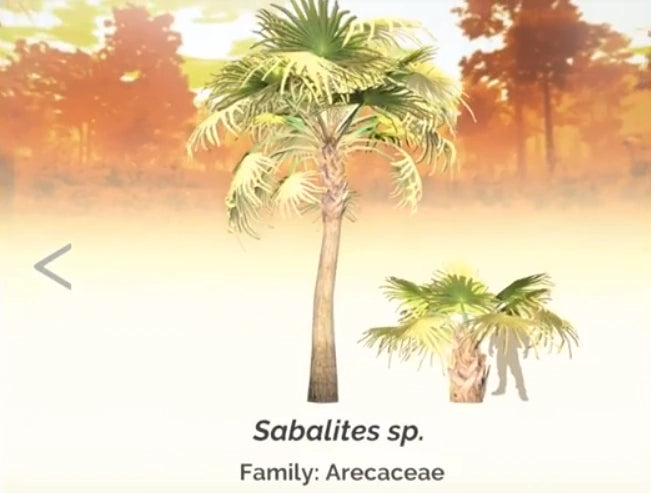 Sabalites sp. Palm Leaf