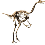 Struthiomimus Metatarsal Toe Bone