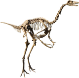 Struthiomimus Metatarsal Toe Bone