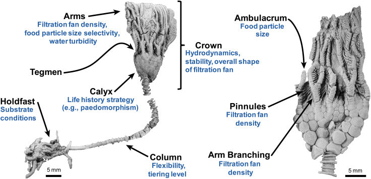 Crinoid - Actinocrinites gibsoni