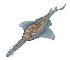 Sawfish Rostral Tooth