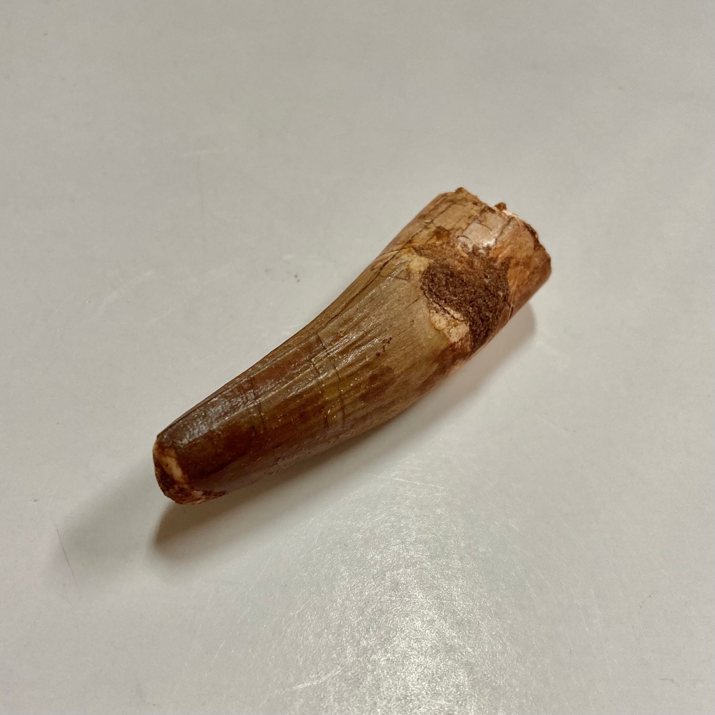 Spinosaurus Tooth