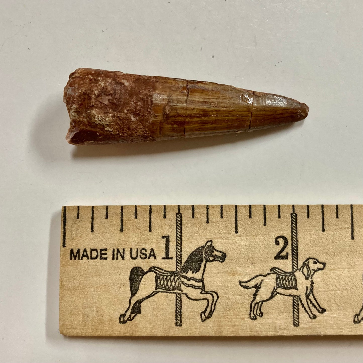 Spinosaurus Tooth